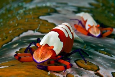 The Emperor’s Shrimp (Periclimenes Imperator)