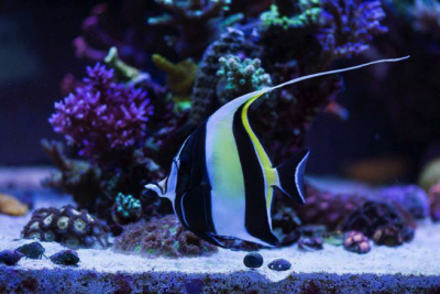 Keeping The Mysterious Moorish Idol