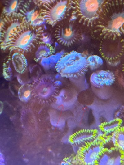 zoas.jpg