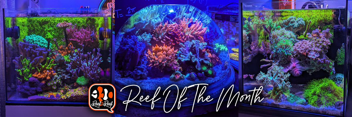 Reef of the month banner copy.png