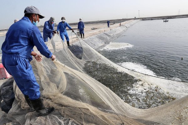 UAE_Shrimp_Farm_Harvest.jpg