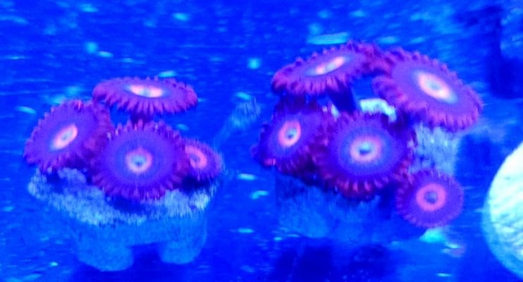 ufo zoas.jpg