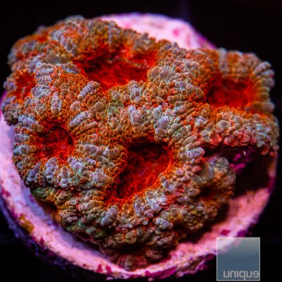 P Red Acan Lord 69 26.JPG