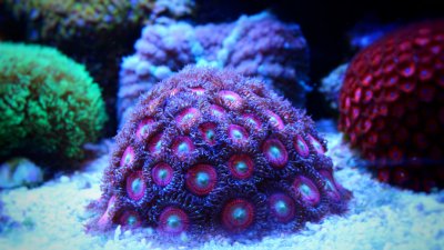 Pink-Coral-in-Coral-reef-aquarium-000081223181_Small.jpg