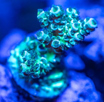 240612_Corals-30.jpg