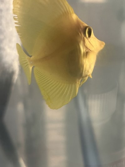 yellow_tang.jpg