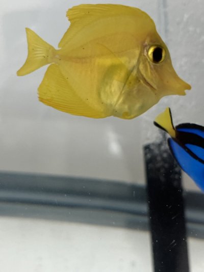 yellow_tang_2.jpg