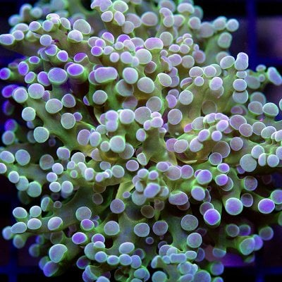 greenfrogspawn03.jpg