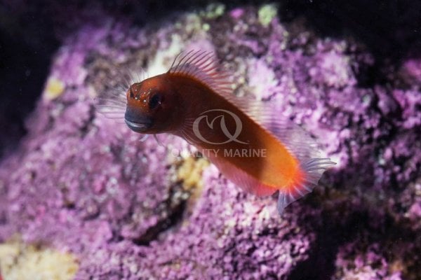 Gulf Blenny 3 6-21-24.jpg