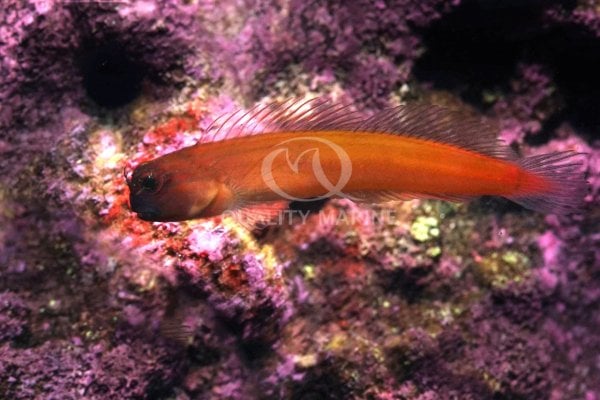 Gulf Blenny 2 6-21-24.jpg