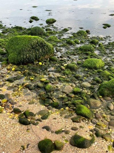 Rocky beach.jpg