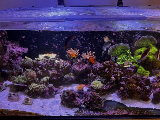 Reef Tank 1.JPG