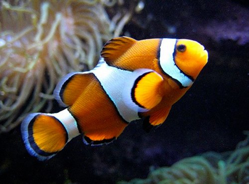 ocellaris-clownfish.jpg