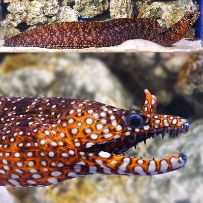 japanese-dragon-eel-reefs.jpg