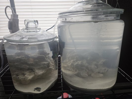 reef jars 6 30 2024.jpg