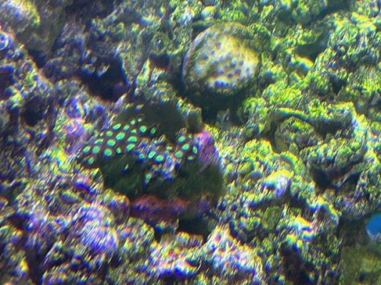 Coral with Moss.jpg