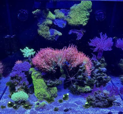 anemone tank.jpg