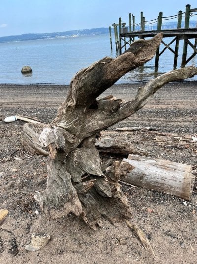 Stump on beach.jpg