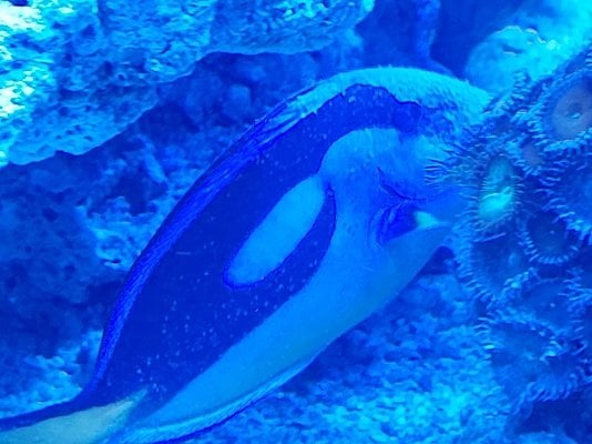 Blue Tang - Disease - Copy.jpg