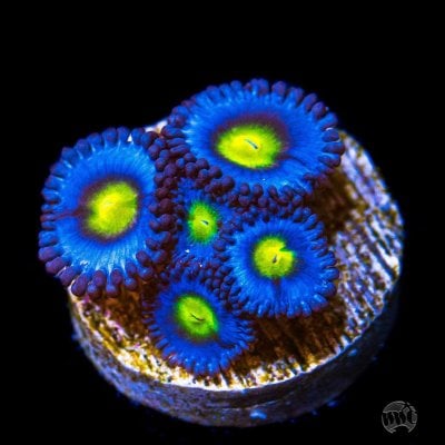 WWC_AOI_Zoanthids_3.jpg