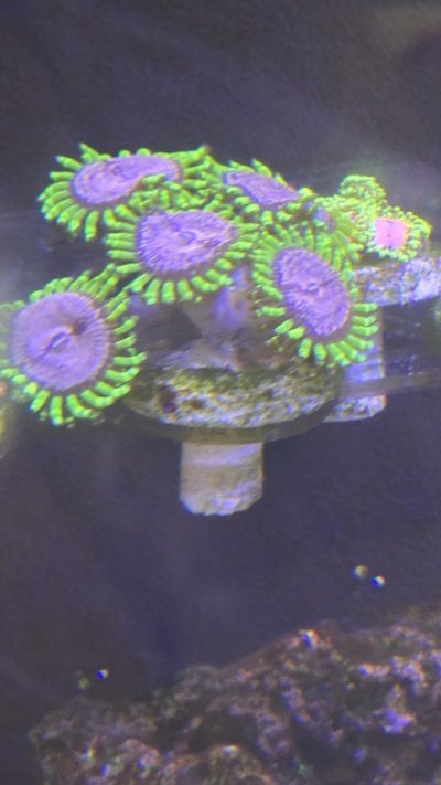 Purple Monster Large Polyp.jpg