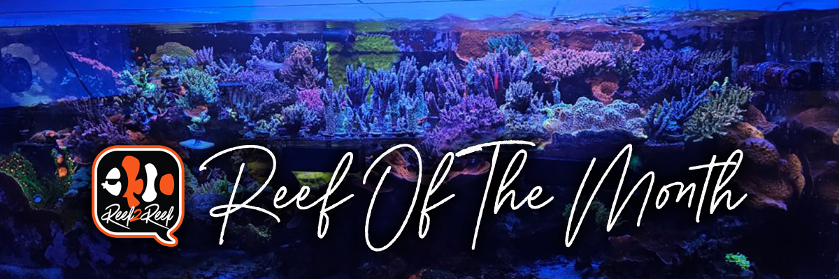 Reef of the month banner.png