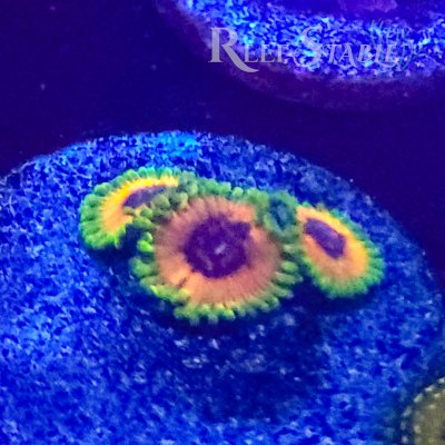 hallucination-zoa-colony.jpg