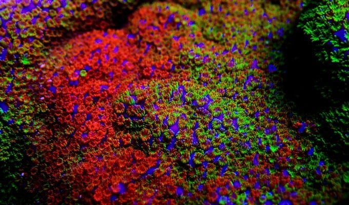 rainbow-montipora-dt.jpg