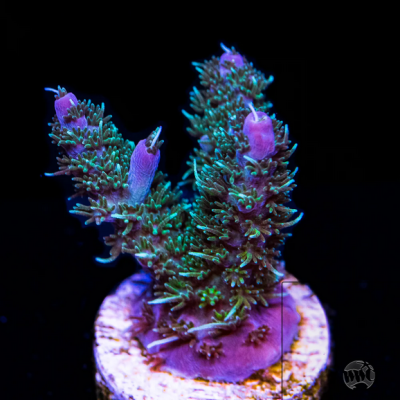 Screenshot 2024-07-30 at 13-44-16 WWC Grizzly Adams Acropora.png