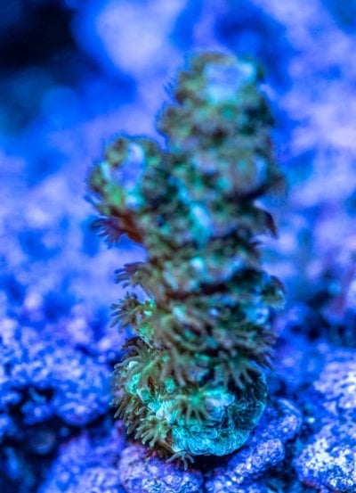 240726_Corals-4.jpg