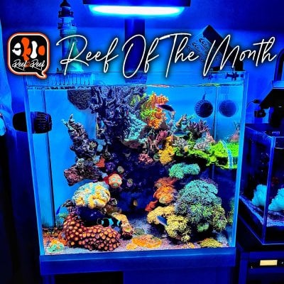 Reef of the month (1) copy.jpg