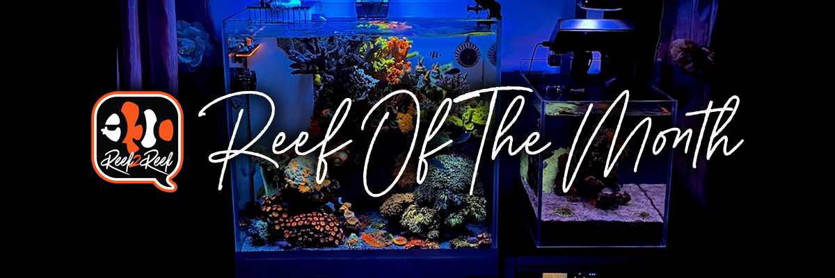 Reef of the month banner.png