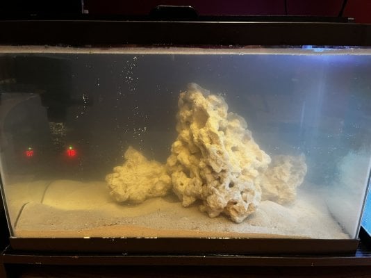 8 2 2024 reef tank.jpeg