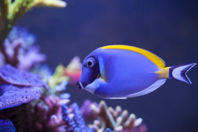 Ich and Acanthurus tangs - Years of experience and ich management