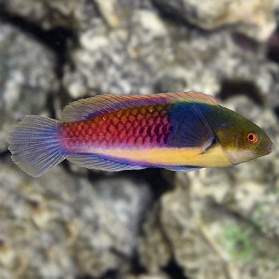 lg_76724_Bluehead_Fairy_Wrasse.jpg