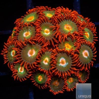 Red Skirt Zoanthid colony 199 65.JPG