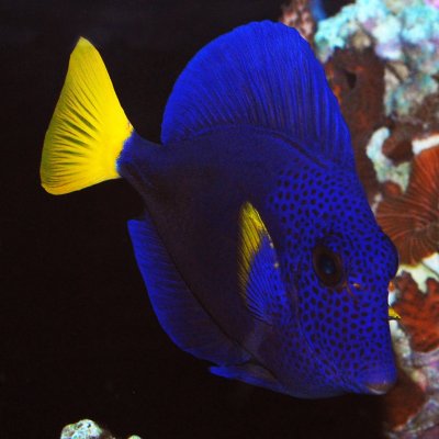 purple tang.jpg