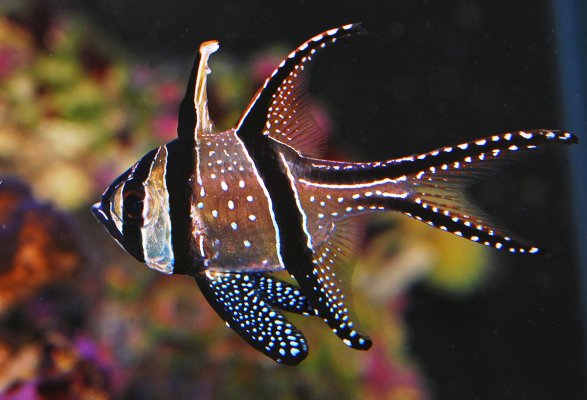 Banggai.jpg