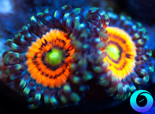 Neon-Nights-zoa.png