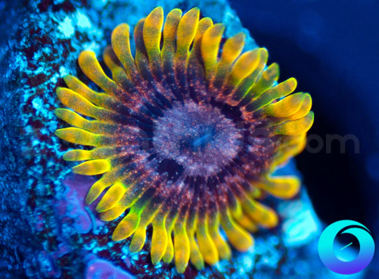 Phenomenon-zoa.png