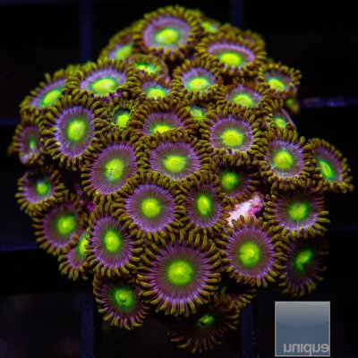 UC Cookie Monster Zoanthid colony 199 94.JPG