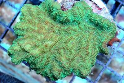 What about the Merulina Coral?