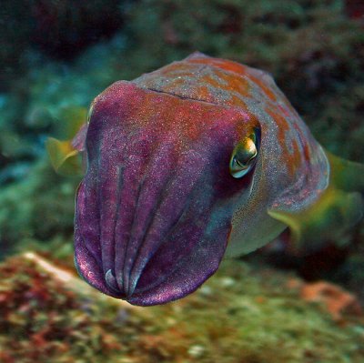 The Cuttlefish: Strangest Cephalapod In The Sea