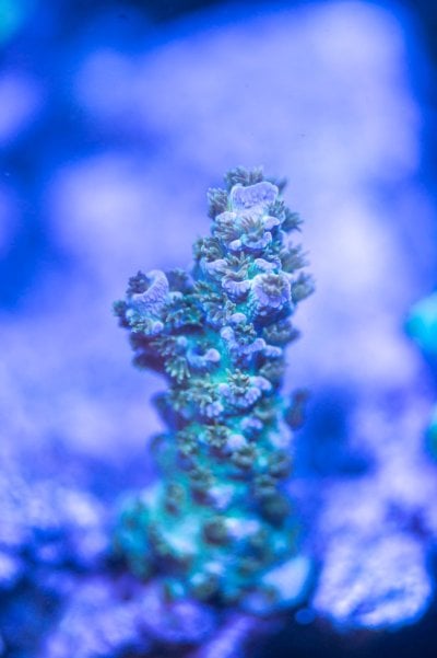 AugustCorals-2.jpg