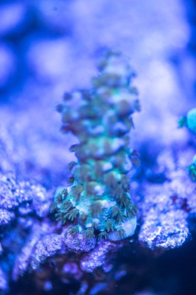 AugustCorals-4.jpg