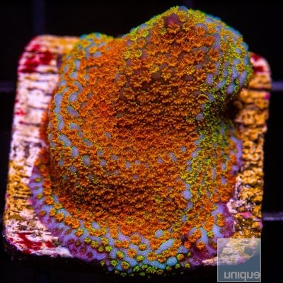 Rainbow Montipora 44 21.JPG