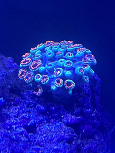 Zoa 9.5.jpg