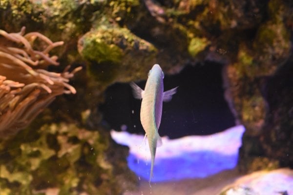 profile of blue chromis.JPG