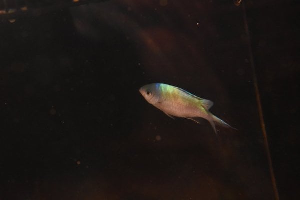 side profile of blue chromis.JPG