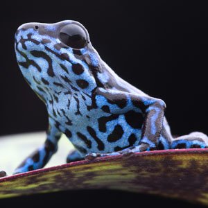 300-300-dart-frog.jpg